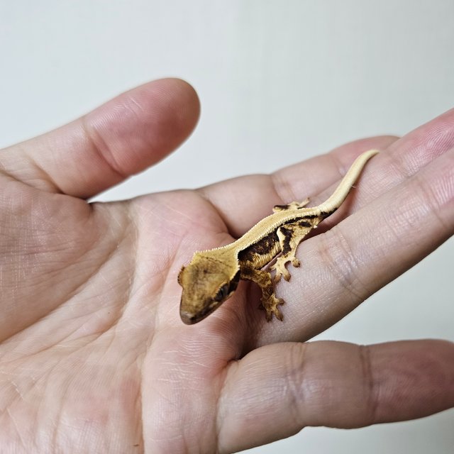 솔리드백 트라이 릴리화이트