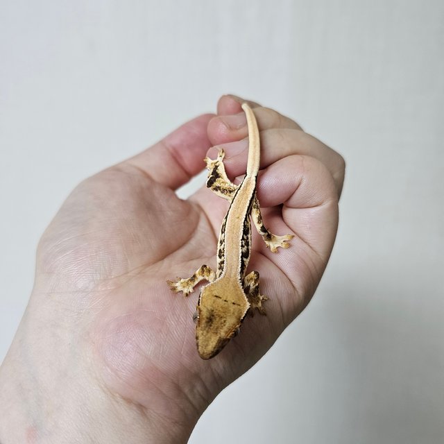 솔리드백 트라이 릴리화이트