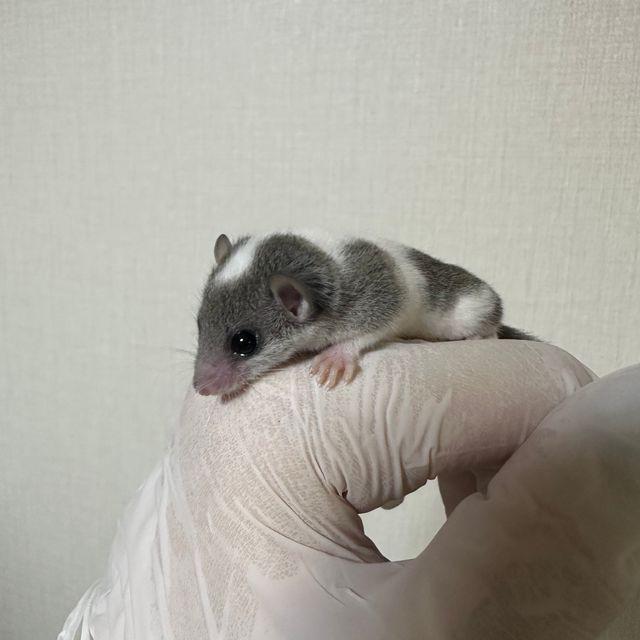 오레오 마스크