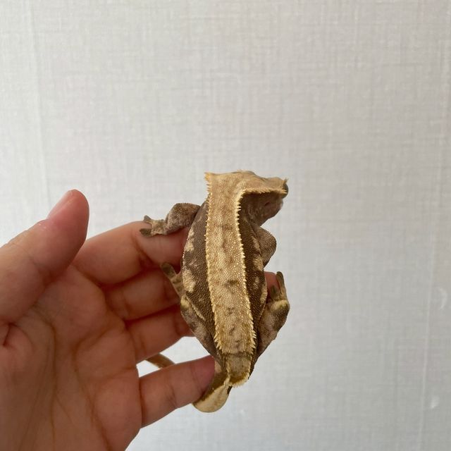 익스트림할리퀸