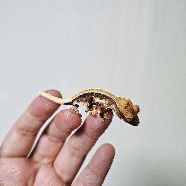 솔리드백 트라이 릴리화이트