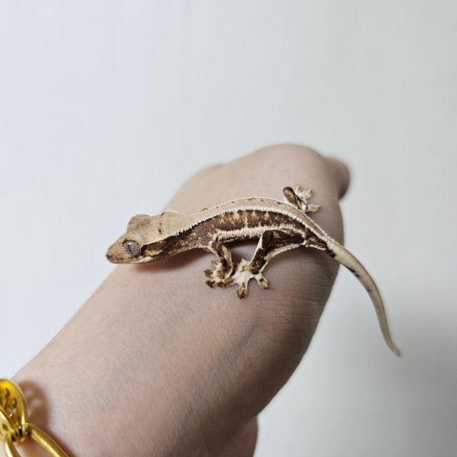 트라이 릴리화이트