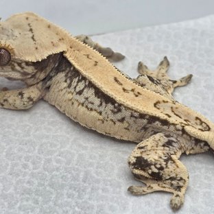 쿼드 드리피 화이트스팟