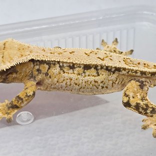 쿼드 드리피 화이트스팟