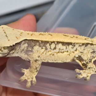 쿼드 드리피 화이트스팟