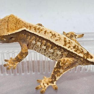 트라이 쿼드 화이트스팟