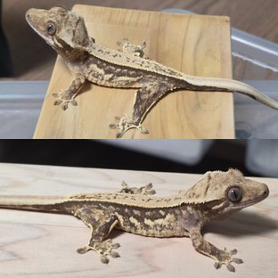 쿼드 풀핀 화이트스팟