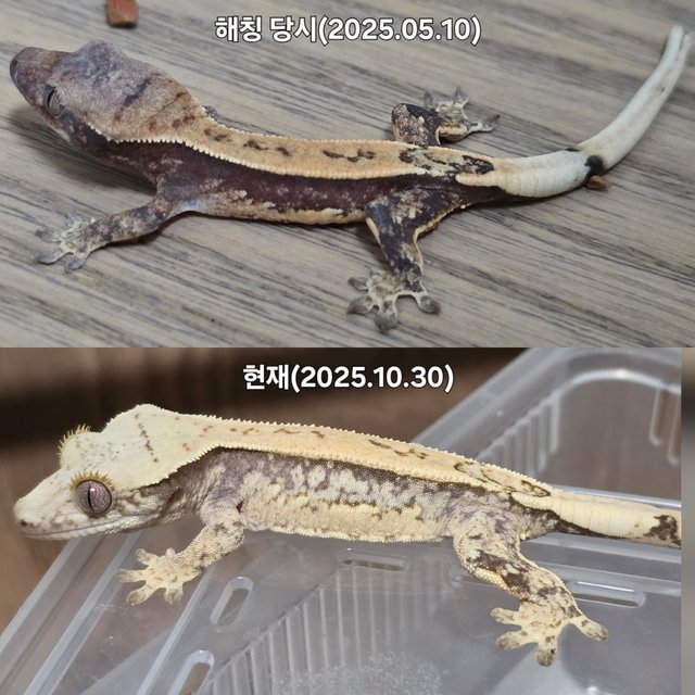 쿼드 드리피 화이트스팟