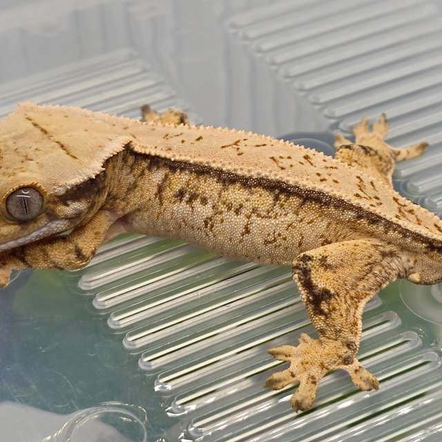 쿼드 드리피 화이트스팟