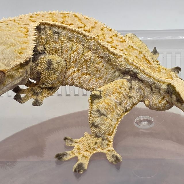 노멀 드리피 화이트스팟