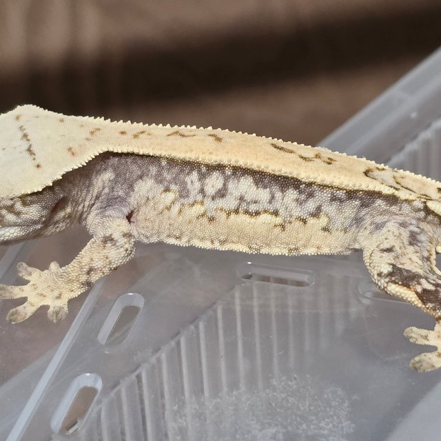 쿼드 드리피 화이트스팟