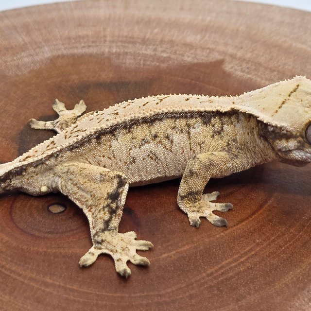 쿼드 드리피 화이트스팟