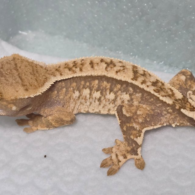 드리피 화이트스팟