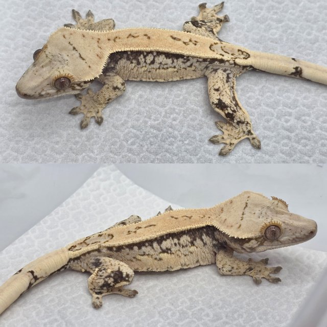 쿼드 드리피 화이트스팟