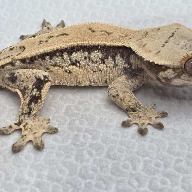 쿼드 드리피 화이트스팟