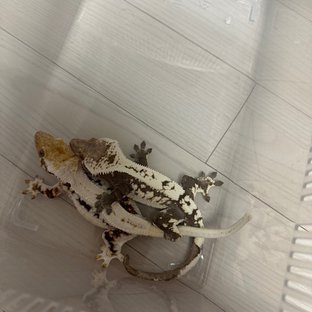 세이블