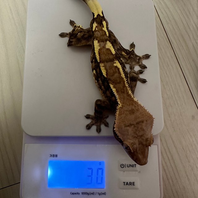 카푸치노 트라이