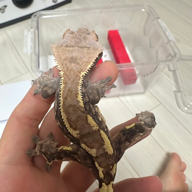 카푸치노 트라이