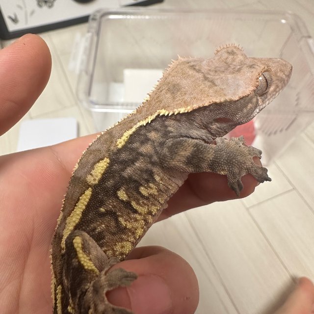 카푸치노 트라이