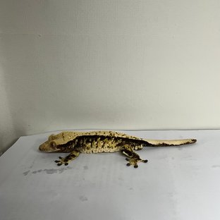 노멀 트라이 익스트림할리퀸 옐로우