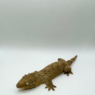 노멀 파인아일랜드