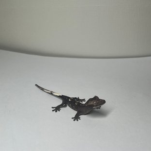 아잔틱