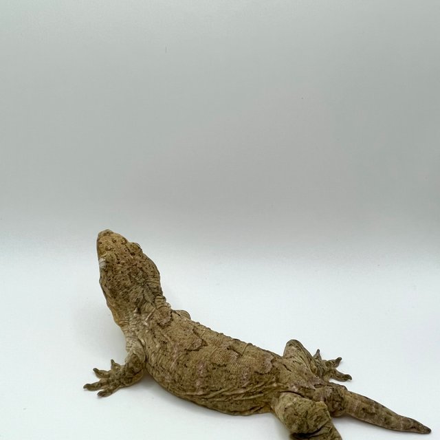 노멀 파인아일랜드