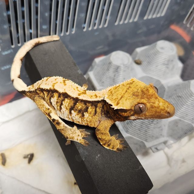 트라이