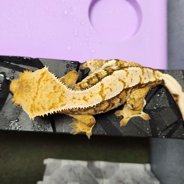 트라이