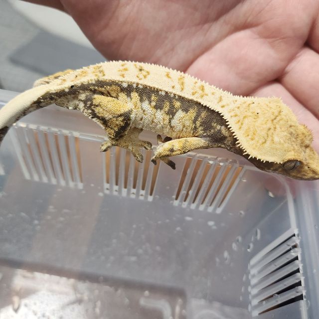 트라이 드리피 풀핀