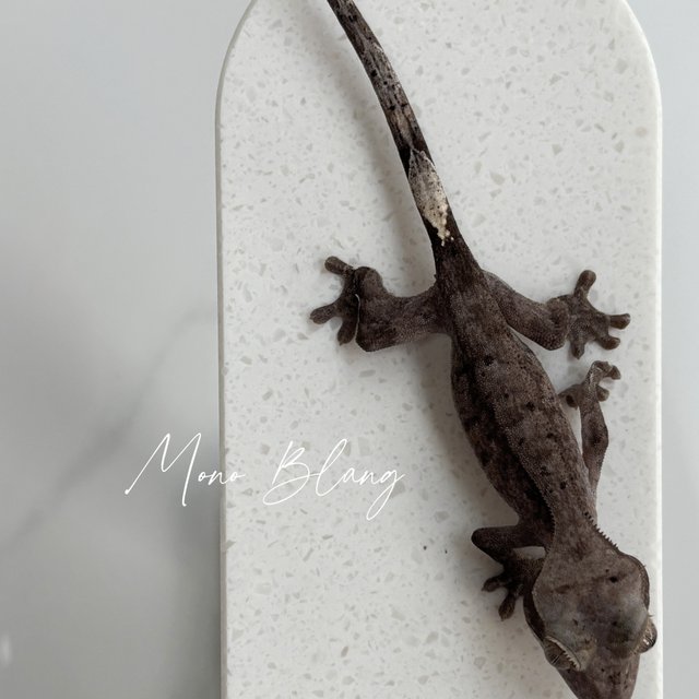 챠콜 카푸치노 팬텀