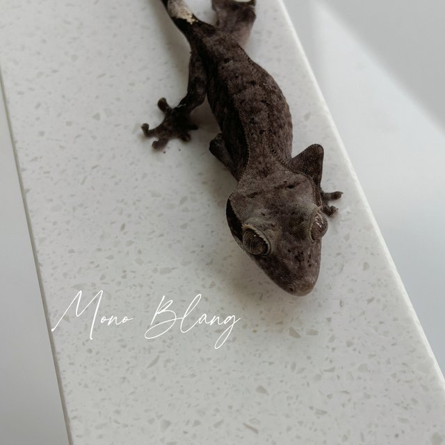 챠콜 카푸치노 팬텀