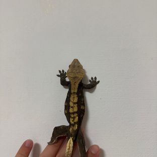 다크 플레임