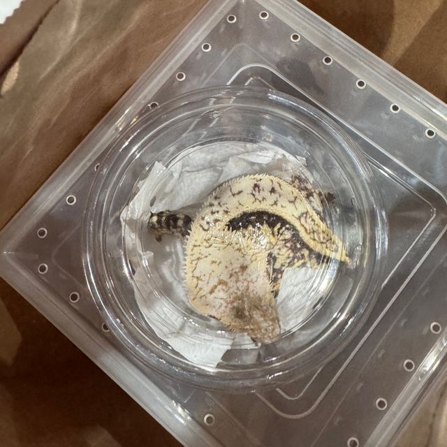 익스트림할리퀸