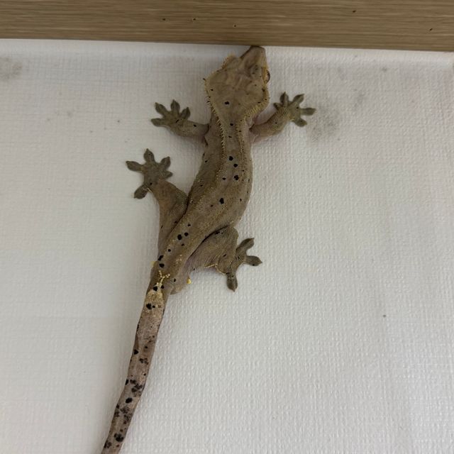 패턴리스 달마시안 벅스킨 다크