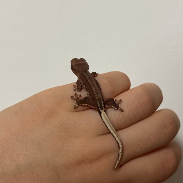 팬텀 레드 릴리화이트