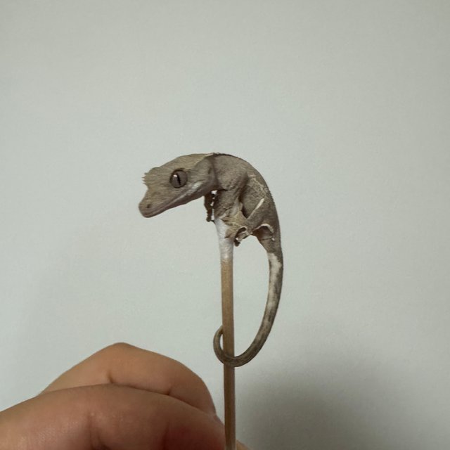 팬텀 레드 릴리화이트