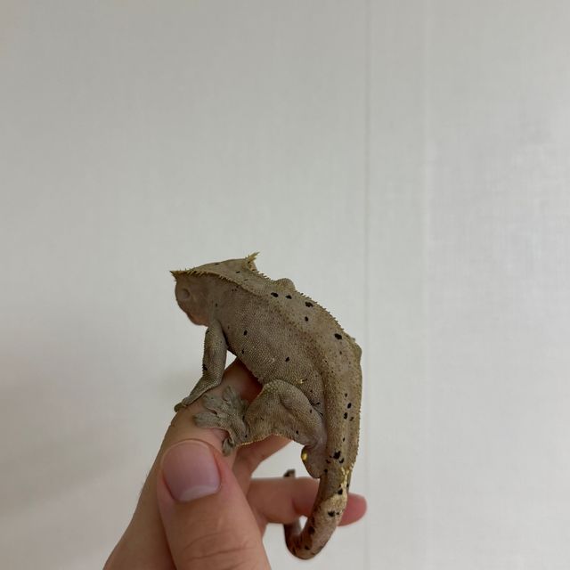 패턴리스 달마시안 벅스킨 다크