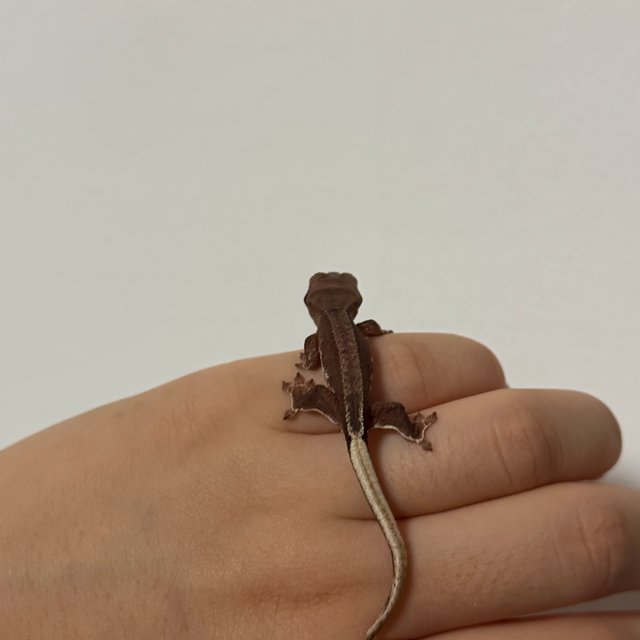 팬텀 레드 릴리화이트