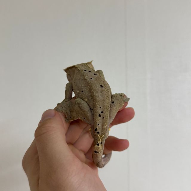 패턴리스 달마시안 벅스킨 다크