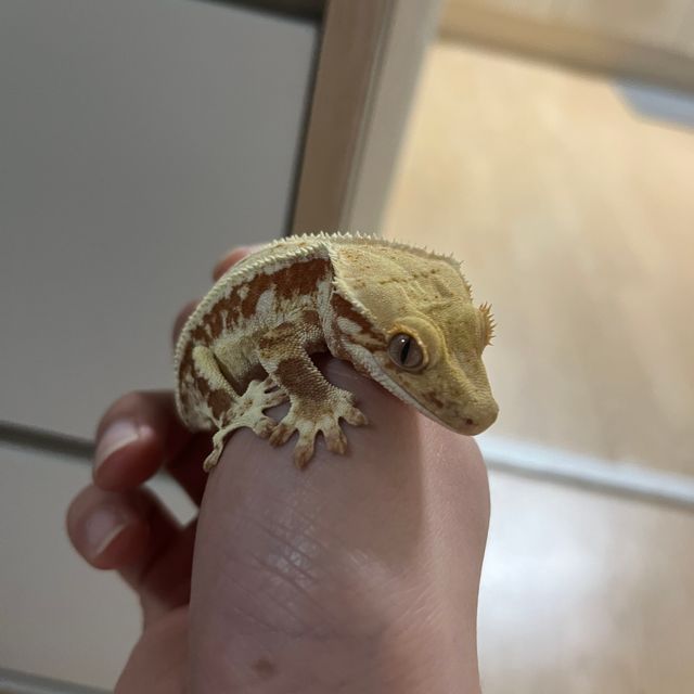 릴리화이트 레드