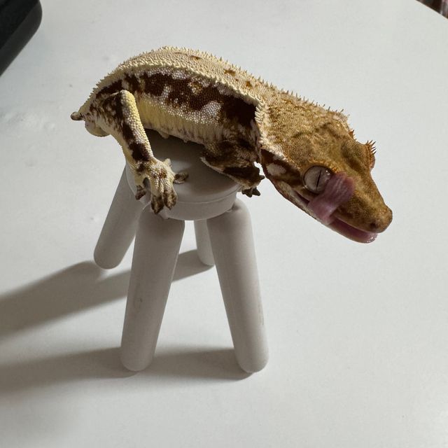 릴리화이트 레드