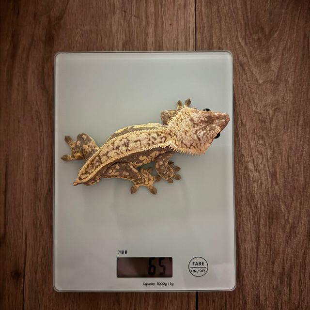 익스트림할리퀸