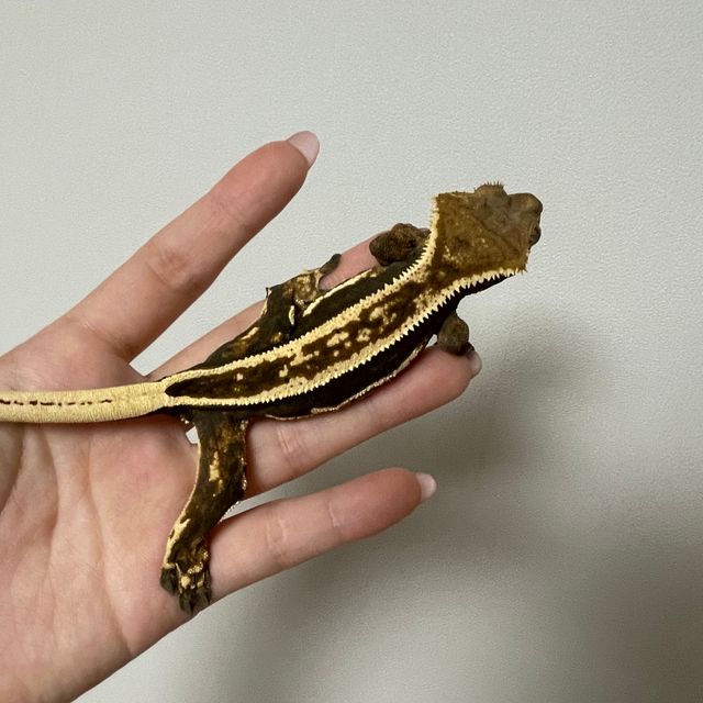 다크 블랙