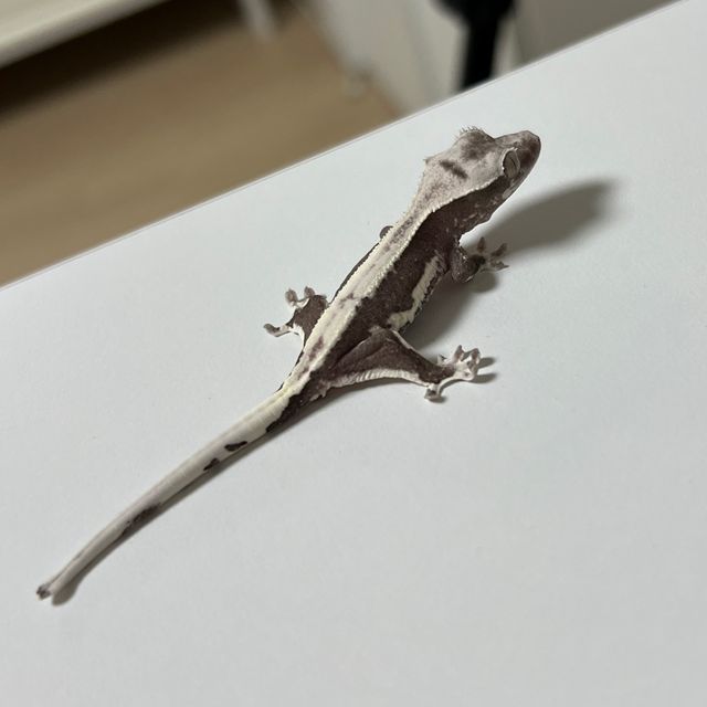 아잔틱 릴잔틱