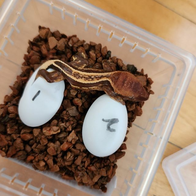 엠티백 풀핀 오닉스