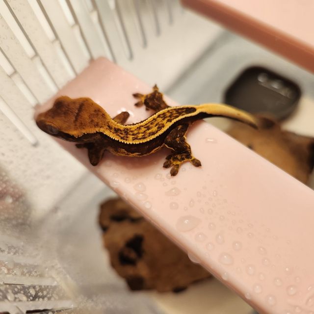 엠티백 풀핀 오닉스