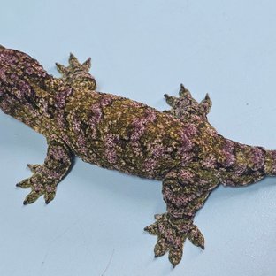 트루 컬러 하이 컬러