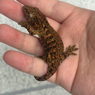 도리토스x단풍