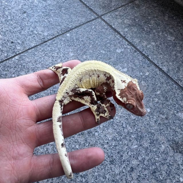 프라푸치노